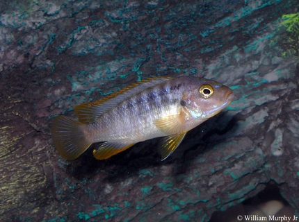 freshwater fish - iodotropheus sprengerae - rusty cichlid stocking in 36 gallons tank - Rusty Cichlid freshwater fish - iodotropheus sprengerae - rusty cichlid stocking in 36 gallons tank - Rusty Cichlid