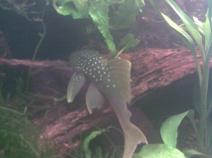 freshwater fish - baryancistrus demantoides - green phantom pleco stocking in 180 gallons tank - L200 Green Phantom Pleco freshwater fish - baryancistrus demantoides - green phantom pleco stocking in 180 gallons tank - L200 Green Phantom Pleco