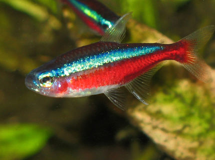 freshwater fish - paracheirodon axelrodi - cardinal tetra stocking in 30 gallons tank - Cardinal tetra - extreme closeup freshwater fish - paracheirodon axelrodi - cardinal tetra stocking in 30 gallons tank - Cardinal tetra - extreme closeup