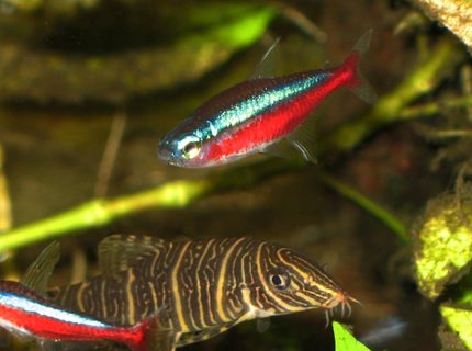 freshwater fish - paracheirodon axelrodi - cardinal tetra stocking in 30 gallons tank - cardinal tetra and botia freshwater fish - paracheirodon axelrodi - cardinal tetra stocking in 30 gallons tank - cardinal tetra and botia