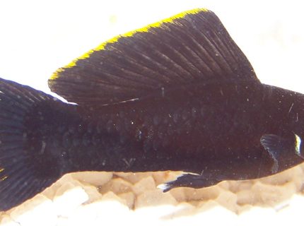 freshwater fish - poecilia latipinna - black molly stocking in 120 gallons tank - The image quality is horrible due to the cheap acrylic tank and my inability to use a camera, but I wanted to show off the stunning color of this simple Petsmart Molly! freshwater fish - poecilia latipinna - black molly stocking in 120 gallons tank - The image quality is horrible due to the cheap acrylic tank and my inability to use a camera, but I wanted to show off the stunning color of this simple Petsmart Molly!