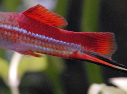 freshwater fish - xiphophorus helleri - swordtail stocking in 55 gallons tank - 3" Neon Swordtail freshwater fish - xiphophorus helleri - swordtail stocking in 55 gallons tank - 3" Neon Swordtail