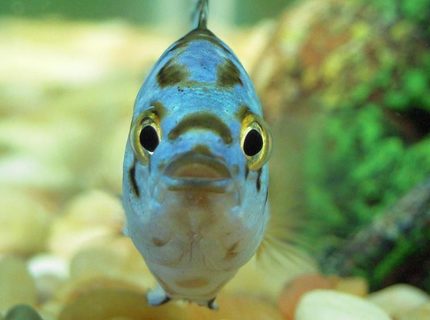 freshwater fish - nandopsis octofasciatum - electric blue jack dempsey stocking in 150 gallons tank - Electric Blue Jack Dempsey freshwater fish - nandopsis octofasciatum - electric blue jack dempsey stocking in 150 gallons tank - Electric Blue Jack Dempsey