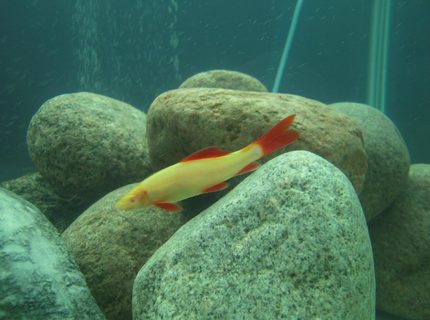 freshwater fish - epalzeorhynchos frenatus - albino rainbow shark stocking in 150 gallons tank - Albino Rainbow Shark freshwater fish - epalzeorhynchos frenatus - albino rainbow shark stocking in 150 gallons tank - Albino Rainbow Shark