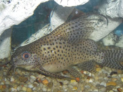 freshwater fish - synodontis eupterus - synodontis eupterus catfish stocking in 150 gallons tank - Synodontis Eupterus Catfish freshwater fish - synodontis eupterus - synodontis eupterus catfish stocking in 150 gallons tank - Synodontis Eupterus Catfish