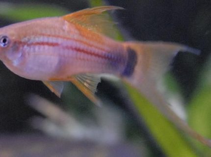freshwater fish - xiphophorus helleri - neon swordtail stocking in 55 gallons tank - 4" Green Marigold Swordtail freshwater fish - xiphophorus helleri - neon swordtail stocking in 55 gallons tank - 4" Green Marigold Swordtail