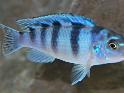 freshwater fish - metriaclima lombardoi - kenyi cichlid stocking in 55 gallons tank - African Cichlid freshwater fish - metriaclima lombardoi - kenyi cichlid stocking in 55 gallons tank - African Cichlid