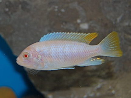 freshwater fish - pseudotropheus socolofi (albino) - albino socolofi stocking in 55 gallons tank - African Cichlid freshwater fish - pseudotropheus socolofi (albino) - albino socolofi stocking in 55 gallons tank - African Cichlid