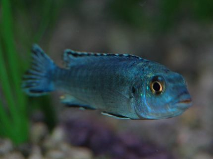 freshwater fish - melanochromis johannii - johanni cichlid stocking in 46 gallons tank - Electric Blue freshwater fish - melanochromis johannii - johanni cichlid stocking in 46 gallons tank - Electric Blue