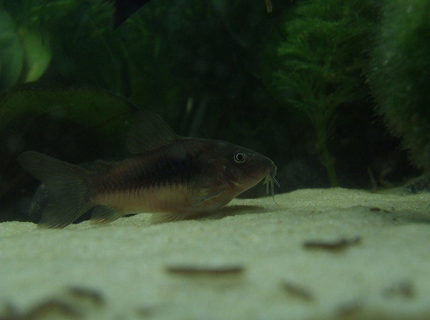 freshwater fish - corydoras aeneus - bronze cory stocking in 11 gallons tank - One of my three very healthy bronze corydoras ! freshwater fish - corydoras aeneus - bronze cory stocking in 11 gallons tank - One of my three very healthy bronze corydoras !