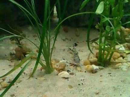 freshwater fish - pimelodus pictus - pictus cat stocking in 160 gallons tank - Pictus Cat- juvenile freshwater fish - pimelodus pictus - pictus cat stocking in 160 gallons tank - Pictus Cat- juvenile