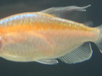 freshwater fish - phenacogrammus interruptus - congo tetra stocking in 150 gallons tank - Albino Congo Tetra (Female) freshwater fish - phenacogrammus interruptus - congo tetra stocking in 150 gallons tank - Albino Congo Tetra (Female)