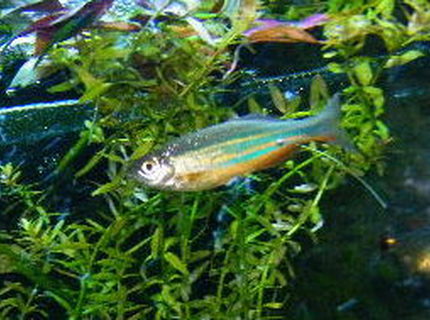 freshwater fish - danio rerio - zebra danio stocking in 55 gallons tank - male giant danio freshwater fish - danio rerio - zebra danio stocking in 55 gallons tank - male giant danio