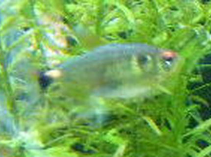 freshwater fish - hemigrammus erythrozonus - glowlight tetra stocking in 55 gallons tank - glowlight tetra freshwater fish - hemigrammus erythrozonus - glowlight tetra stocking in 55 gallons tank - glowlight tetra