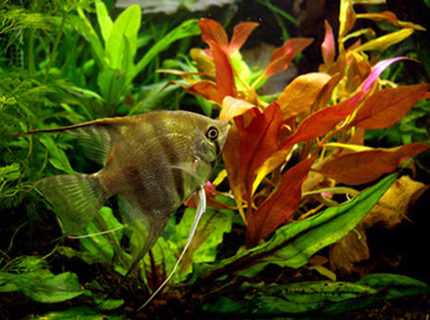 freshwater fish - pterophyllum scalare - half black angelfish stocking in 40 gallons tank - Pterophillum Scalare freshwater fish - pterophyllum scalare - half black angelfish stocking in 40 gallons tank - Pterophillum Scalare