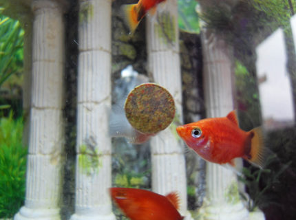 freshwater fish - xiphophorus maculatus - red wag platy - Platy eating tablet freshwater fish - xiphophorus maculatus - red wag platy - Platy eating tablet