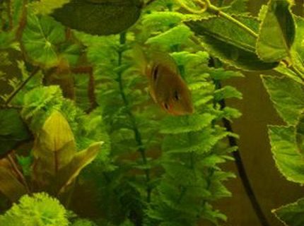 freshwater fish - thorichthys meeki - firemouth cichlid stocking in 55 gallons tank - 2" firemouth freshwater fish - thorichthys meeki - firemouth cichlid stocking in 55 gallons tank - 2" firemouth
