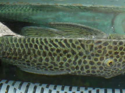 freshwater fish - chaetostoma milesi - rubbernose pleco (l187) stocking in 55 gallons tank - Rubber Nosed Pleco - Rover freshwater fish - chaetostoma milesi - rubbernose pleco (l187) stocking in 55 gallons tank - Rubber Nosed Pleco - Rover