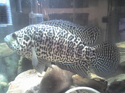 freshwater fish - parachromis managuensis - jaguar cichlid stocking in 5 gallons tank - JAGUAR CICHLID(MALE) this is the most aggresive fish I have ever had! This fish has to be kept alone! This fish is now about 15 inches long now and is about 3 years old. This fish was in a 75 gallon tank, but I had to move him back to a 69 gallon hex tank because he would swim as fast as he could into side of the 75 gallon tank trying to attack anything that came near the tank.I feared the fish would kill himself one day doing this as he has already broke the 2 front teeth he used to have.He will also pick up anything (rocks decorations etc..) and ram the tank with them so hard you will think the glass is going to break!(Pea size gravel is best with this fish)He will also attack the tube on the filter and push it sideways to the point that he almost knocks the filter off the back of the tank.As for water changes and cleaning of the tank this is a good 1...Majority of people will not agree with my upkeep of this fishes tank.I dont do hardly nothing!(magnetic scraper for algea and filter changes) This fish moves gravel ALL the time sturring the tank up! So the filter does all the work plus some help from the fish.THIS FISH WILL JUMP OUT OF THE TANK TO ATTACK YOU! So trying to put your hands in the tank with this fish is questionable or putting your face around an uncovered tank.I feed this fish pellet food and occasionally i will feed live shiners from the bait store,but Ive found live food creates high nitrates so filter changes are more often with live food.
Overall this is an exciting fish to have it is the most interactive fish I have ever seen and is always getting my attention freshwater fish - parachromis managuensis - jaguar cichlid stocking in 5 gallons tank - JAGUAR CICHLID(MALE) this is the most aggresive fish I have ever had! This fish has to be kept alone! This fish is now about 15 inches long now and is about 3 years old. This fish was in a 75 gallon tank, but I had to move him back to a 69 gallon hex tank because he would swim as fast as he could into side of the 75 gallon tank trying to attack anything that came near the tank.I feared the fish would kill himself one day doing this as he has already broke the 2 front teeth he used to have.He will also pick up anything (rocks decorations etc..) and ram the tank with them so hard you will think the glass is going to break!(Pea size gravel is best with this fish)He will also attack the tube on the filter and push it sideways to the point that he almost knocks the filter off the back of the tank.As for water changes and cleaning of the tank this is a good 1...Majority of people will not agree with my upkeep of this fishes tank.I dont do hardly nothing!(magnetic scraper for algea and filter changes) This fish moves gravel ALL the time sturring the tank up! So the filter does all the work plus some help from the fish.THIS FISH WILL JUMP OUT OF THE TANK TO ATTACK YOU! So trying to put your hands in the tank with this fish is questionable or putting your face around an uncovered tank.I feed this fish pellet food and occasionally i will feed live shiners from the bait store,but Ive found live food creates high nitrates so filter changes are more often with live food.
Overall this is an exciting fish to have it is the most interactive fish I have ever seen and is always getting my attention