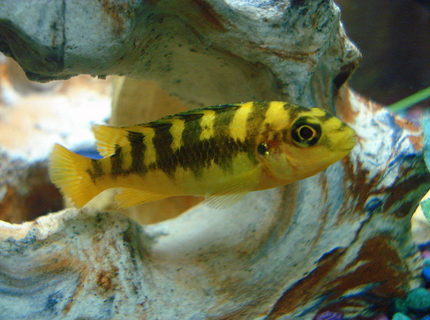 freshwater fish - pseudotropheus crabro - bumblebee cichlid stocking in 46 gallons tank - The little Bumble Bee Cichlid. freshwater fish - pseudotropheus crabro - bumblebee cichlid stocking in 46 gallons tank - The little Bumble Bee Cichlid.