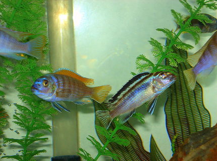 freshwater fish - melanochromis auratus - auratus cichlid stocking in 46 gallons tank - The fish on the right is very aggressive. freshwater fish - melanochromis auratus - auratus cichlid stocking in 46 gallons tank - The fish on the right is very aggressive.