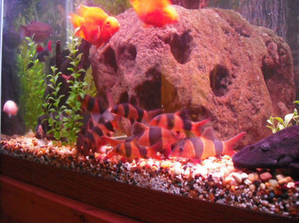 freshwater fish - botia macracantha - clown loach stocking in 150 gallons tank - clown loaches, and there are more in the tank, I tink about 25 of them. freshwater fish - botia macracantha - clown loach stocking in 150 gallons tank - clown loaches, and there are more in the tank, I tink about 25 of them.