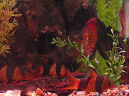 freshwater fish - botia macracantha - clown loach stocking in 150 gallons tank - loaches freshwater fish - botia macracantha - clown loach stocking in 150 gallons tank - loaches