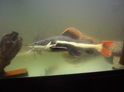 freshwater fish - phractocephalus hemioliopterus - redtail cat stocking in 125 gallons tank - 2' Redtail Catfish. freshwater fish - phractocephalus hemioliopterus - redtail cat stocking in 125 gallons tank - 2' Redtail Catfish.
