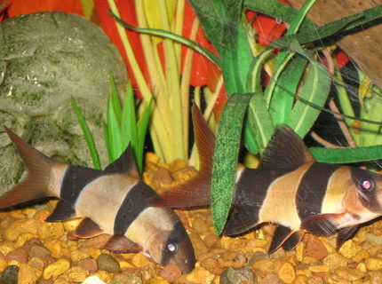 freshwater fish - botia macracantha - clown loach stocking in 65 gallons tank - Pair of Clown Loaches on patrol freshwater fish - botia macracantha - clown loach stocking in 65 gallons tank - Pair of Clown Loaches on patrol