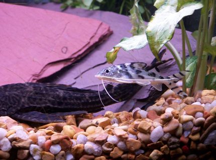 freshwater fish - pimelodus pictus - pictus cat stocking in 55 gallons tank - pictus cat freshwater fish - pimelodus pictus - pictus cat stocking in 55 gallons tank - pictus cat