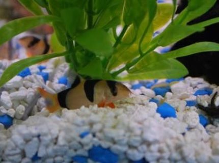 freshwater fish - botia macracantha - clown loach stocking in 37 gallons tank - May I introduce Sir William Kent - a clown loach. freshwater fish - botia macracantha - clown loach stocking in 37 gallons tank - May I introduce Sir William Kent - a clown loach.