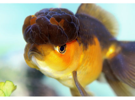 freshwater fish - carassius auratus - chocolate oranda goldfish stocking in 72 gallons tank - oranda freshwater fish - carassius auratus - chocolate oranda goldfish stocking in 72 gallons tank - oranda