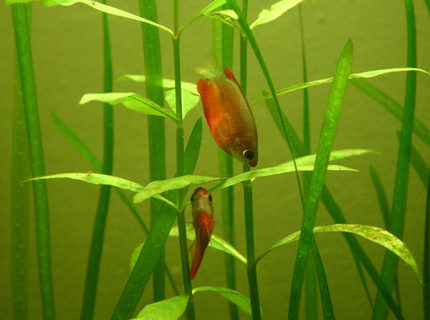 freshwater fish - colisa chuna - honey dwarf gourami stocking in 90 gallons tank - Colisia Chuna freshwater fish - colisa chuna - honey dwarf gourami stocking in 90 gallons tank - Colisia Chuna