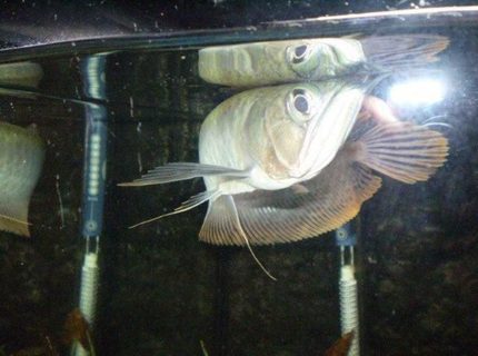 freshwater fish - scleropages jardini - jardini arowana stocking in 55 gallons tank - king tut the arawana fish freshwater fish - scleropages jardini - jardini arowana stocking in 55 gallons tank - king tut the arawana fish