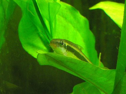 freshwater fish - crossocheilus siamensis - siamese algae eater stocking in 29 gallons tank - Flying fox, resting on his favorite spot in the filter current. freshwater fish - crossocheilus siamensis - siamese algae eater stocking in 29 gallons tank - Flying fox, resting on his favorite spot in the filter current.