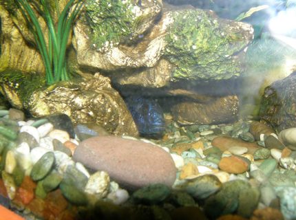 freshwater fish - sciaenochromis fryeri - electric blue hap stocking in 78 gallons tank - electric blue hiding (or trying to) freshwater fish - sciaenochromis fryeri - electric blue hap stocking in 78 gallons tank - electric blue hiding (or trying to)
