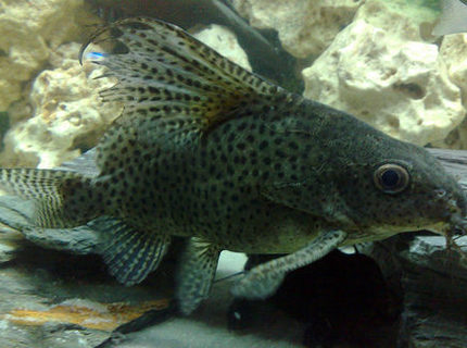 freshwater fish - synodontis eupterus - synodontis eupterus catfish stocking in 57 gallons tank - This is Scatz my Synodontis freshwater fish - synodontis eupterus - synodontis eupterus catfish stocking in 57 gallons tank - This is Scatz my Synodontis