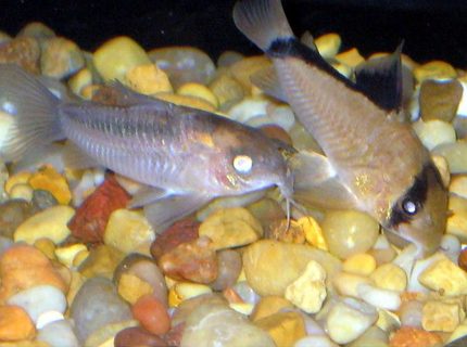 freshwater fish - corydoras panda - panda cory cat stocking in 30 gallons tank - kori catfish freshwater fish - corydoras panda - panda cory cat stocking in 30 gallons tank - kori catfish