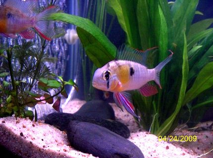 freshwater fish - microgeophagus altispinosa - bolivian ram stocking in 55 gallons tank - Bolivian Ram male in full courtship colors freshwater fish - microgeophagus altispinosa - bolivian ram stocking in 55 gallons tank - Bolivian Ram male in full courtship colors