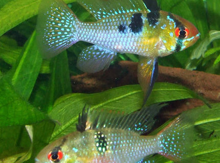 freshwater fish - papiliochromis ramirezi - german blue ram stocking in 320 gallons tank - A pair of my Blue Rams freshwater fish - papiliochromis ramirezi - german blue ram stocking in 320 gallons tank - A pair of my Blue Rams