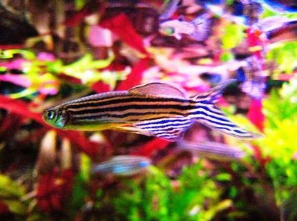 freshwater fish - danio rerio - zebra danio stocking in 32767 gallons tank - a zebra danio^^ freshwater fish - danio rerio - zebra danio stocking in 32767 gallons tank - a zebra danio^^