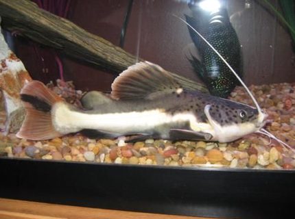 freshwater fish - phractocephalus hemioliopterus - redtail cat stocking in 90 gallons tank - Nice Shot of my redtail freshwater fish - phractocephalus hemioliopterus - redtail cat stocking in 90 gallons tank - Nice Shot of my redtail