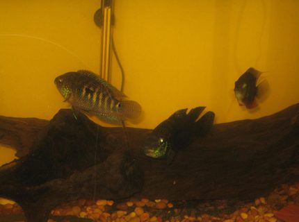 freshwater fish - thorichthys meeki - firemouth cichlid stocking in 75 gallons tank - another view freshwater fish - thorichthys meeki - firemouth cichlid stocking in 75 gallons tank - another view
