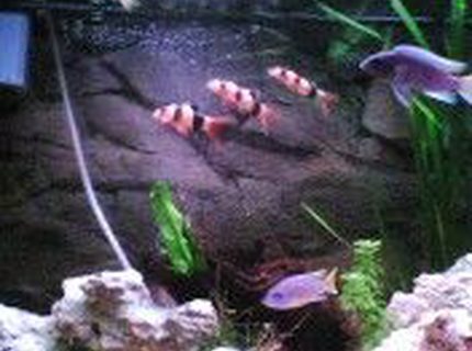 freshwater fish - botia macracantha - clown loach stocking in 40 gallons tank - my old tank before my cichlids ate my plants freshwater fish - botia macracantha - clown loach stocking in 40 gallons tank - my old tank before my cichlids ate my plants