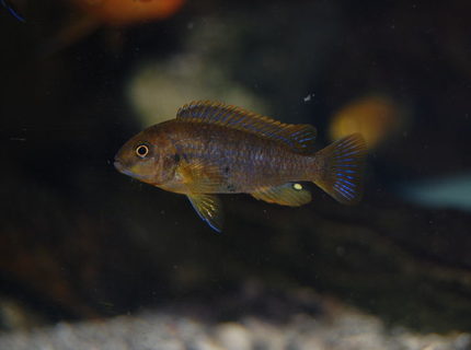 freshwater fish - iodotropheus sprengerae - rusty cichlid stocking in 110 gallons tank - rusty freshwater fish - iodotropheus sprengerae - rusty cichlid stocking in 110 gallons tank - rusty