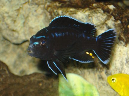 freshwater fish - melanochromis johannii - johanni cichlid stocking in 90 gallons tank - This is one of my fovorite fish in the tank. Take a close look at his teeth. freshwater fish - melanochromis johannii - johanni cichlid stocking in 90 gallons tank - This is one of my fovorite fish in the tank. Take a close look at his teeth.