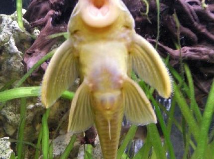 freshwater fish - baryancistrus demantoides - green phantom pleco stocking in 96 gallons tank - Green phantom pleco L200 freshwater fish - baryancistrus demantoides - green phantom pleco stocking in 96 gallons tank - Green phantom pleco L200
