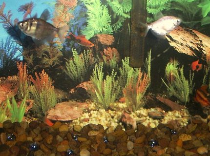 freshwater fish - rasbora heteromorpha - harlequin rasbora stocking in 29 gallons tank - more fish freshwater fish - rasbora heteromorpha - harlequin rasbora stocking in 29 gallons tank - more fish
