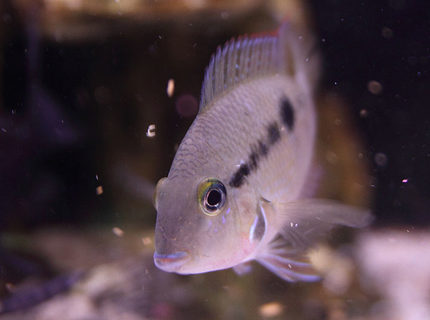 freshwater fish - thorichthys meeki - firemouth cichlid stocking in 45 gallons tank - Firemouth Cichlid, just chillin' freshwater fish - thorichthys meeki - firemouth cichlid stocking in 45 gallons tank - Firemouth Cichlid, just chillin'