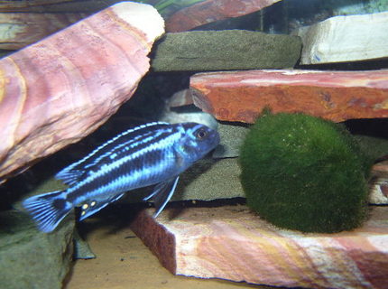 freshwater fish - melanochromis cyaneorhabdos - maingano cichlid stocking in 46 gallons tank - Electric Blue freshwater fish - melanochromis cyaneorhabdos - maingano cichlid stocking in 46 gallons tank - Electric Blue